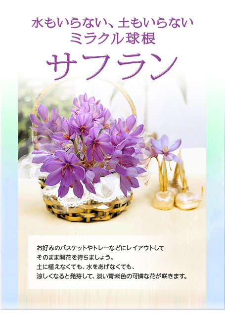 水もいらない、土もいらない、ミラクル球根、サフラン